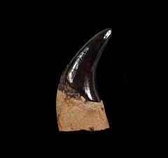 Fossil bear tooth | Buried Treasure Fossils
