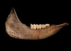 Woolly Rhinoceros jaw for sale | Buried Treasure Fossils