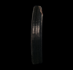 Giant Beaver incisor tooth | Buried Treasure Fossils