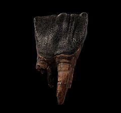 Woolly Rhinoceros tooth for sale | Buried Treasure Fossils