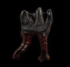 Woolly Rhinoceros tooth | Buried Treasure Fossils