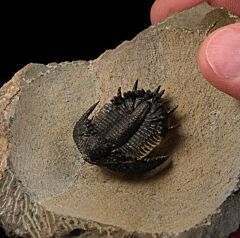 Akantharges mbareki trilobite for sale | Buried Treasure Fossils