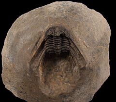 Leonaspis trilobite for sale | Buried Treasure Fossil