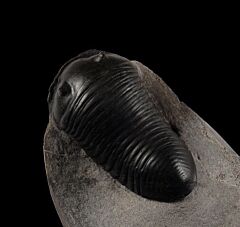 Parahomanolotus planus trilobite for sale | Buried Treasure Fossils