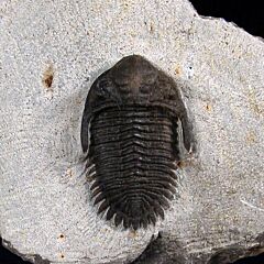 Kayserops trilobite from Morocco for sale | Buried Treasure Fossils