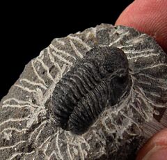Gerastos trilobite for sale | Buried Treasure Fossils