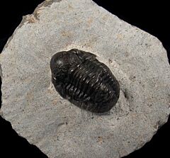 Gerastos trilobite from Morocco for sale | Buried Treasure Fossils