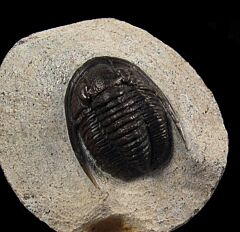 Cornuproetus antlatiasus trilobite for sale | Buried Treasure Fossils