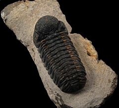 Phacops speculator trilobite from Morocco for sale | Buried Treasure Fossils