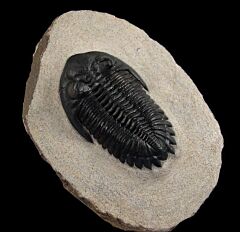 Hollardops mesocristata trilobite for sale | Buried Treasure Fossils