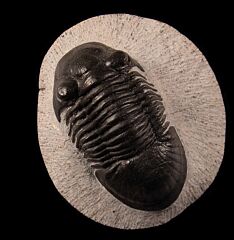 Moroccan Paralejurus rehamnanus  for sale | Buried Treasure Fossils