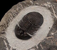Scabriscutellum furficerum trilobite for sale | Buried Treasure Fossils