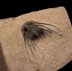 Moroccan Leonaspis trilobite for sale | Buried Treasure Fossils