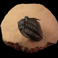 Metacanthina issoumourensis for sale | Buried Treasure Fossils