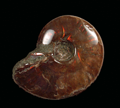 Large Madagascar red flash ammonite for sale | Buried Treasure Fossils