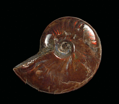 Large red flash polished ammonite for sale | Buried Treasure Fossils