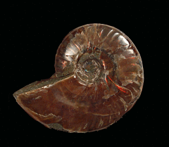 Large red flash ammonite for sale | Buried Treasure Fossils
