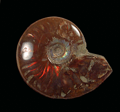 Real red flash polished ammonite for sale | Buried Treasure Fossils