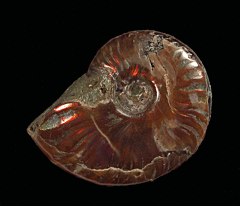 Real Madagascar red flash ammonite for sale | Buried Treasure Fossils