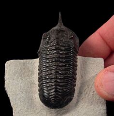 Morroconites trilobite for sale | Buried Treasure Fossils