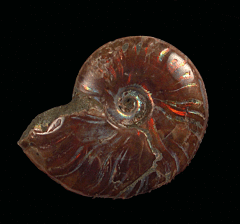 Cheap red flash ammonite for sale | Buried Treasure Fossils