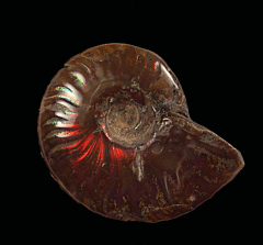 Cheap Madagascar red flash ammonite for sale | Buried Treasure Fossils