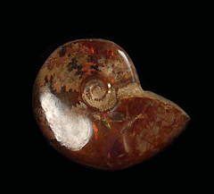 Cleoniceras sp.