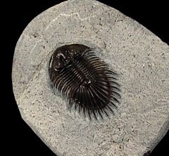Thysanopeltis speciosa trilobite for sale | Buried Treasure Fossils