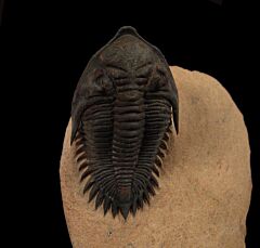 Metacanthina trilobite from Morocco for sale | Buried Treasure Fossils