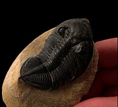 Zilchovaspis rogusa trilobite for sale | Buried Treasure Fossils