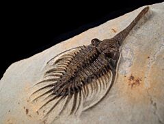 Psychopyge termierorum trilobite for sale | Buried Treasure Fossils