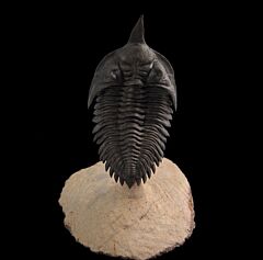 Minicryphaeus giganteus trilobite for sale | Buried Treasure Fossils