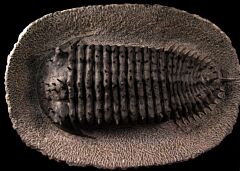Burmeisterella sp. trilobite for sale | Buried Treasure Fossils