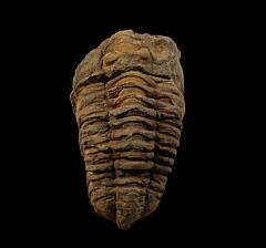 Calymene trilobite for sale | Buried Treasure Fossils