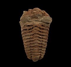 Calymene trilobite | Buried Treasure Fossils