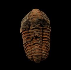 Calymene trilobite for sale | Buried Treasure Fossils
