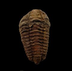 Ordovician Calymene trilobite | Buried Treasure Fossils