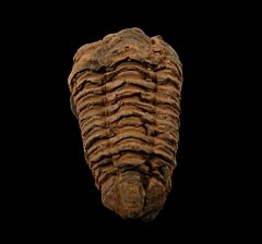 Ordovician Calymene trilobite for sale | Buried Treasure Fossils