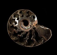 Quenstedticeras ammonite for sale | Buried Treasure Fossils