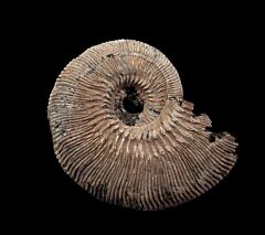 Quenstedticeras pyrite ammonite for sale | Buried Treasure Fossils