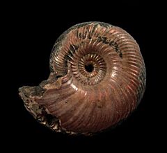 Real Quenstedticeras ammonite | Buried Treasure Fossils