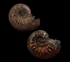 Quenstedticeras ammonite | Buried Treasure Fossils