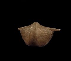 Large Brachiopod for sale | Buried Treasure Fossils