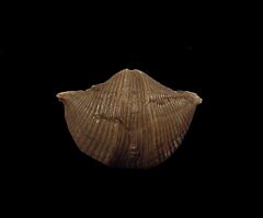 Quality Brachiopod for sale | Buried Treasure Fossils