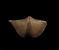 Real Brachiopod for sale - Russia | Buried Treasure Fossils