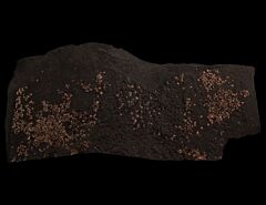 Holmsella shark skin | Buried Treasure Fossils