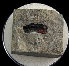 Lagarodus tooth for sale | Buried Treasure Fossils