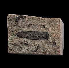 Chomatodus Paleozoic shark tooth | Buried Treasure Fossils
