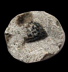 Orodus greggi dermal scales | Buried Treasure Fossils