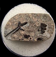 Mississippian fossil shark teeth | Buried Treasure Fossils